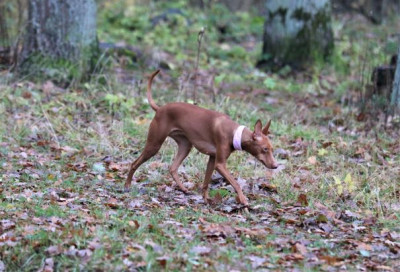 IMG_0987 (2).JPG